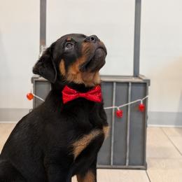Rottweiler Puppies from Desert Sky