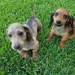Dachshund puppies from SchmooterBabies