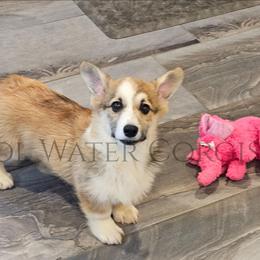 Love - Red male Pembroke Welsh Corgi puppy in Kiowa, Colorado from Cool Water Corgis LLC