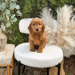 Turciose collar - Red  male Goldendoodle puppy in Spokane, Washington from Dream Doodles in Spokane WA