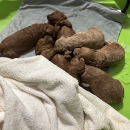 Poodle Puppies from House of  Red Toy Poodles