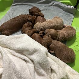 Poodle Puppies from House of  Red Toy Poodles