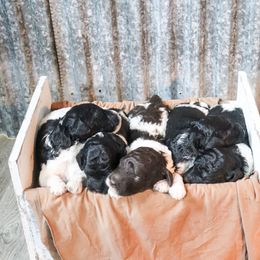 Poodle Puppies from BC’s Poodles on the Mountain