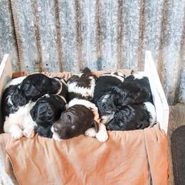 Poodle Puppies from BC’s Poodles on the Mountain