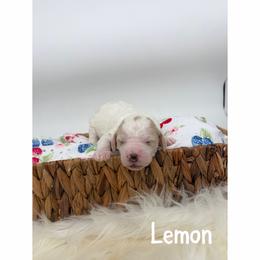 Lemon - Parti female Goldendoodle puppy in Smithfield, Kentucky from KBK9 Kennels