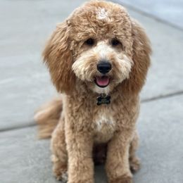 Goldendoodles from Goldendoodle of Idaho
