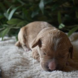 Female 2 - Red  female Goldendoodle puppy in Angola, Indiana from Classic City Doodles