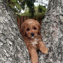 Australian Labradoodles from Selah Doodles