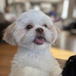 Lucy - Shih Tzu
