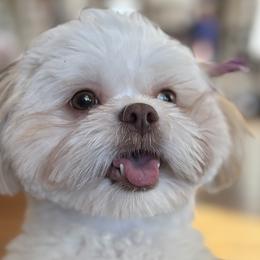 Lucy - Shih Tzu