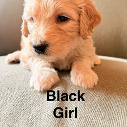 Black Girl - Cream female Goldendoodle puppy in Colorado Springs, Colorado from Pikes Peak Doodles