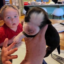 Miniature Australian Shepherd Puppies from Kusch Farm Mini Aussies