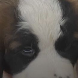 Saint Bernards from Betty's Bernards