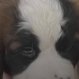 Saint Bernards from Betty's Bernards