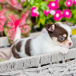 Boy 1 - Chocolate brindled fawn male Chihuahua puppy in Oviedo, Florida from ROYALCHIHUAHUAPUPPY