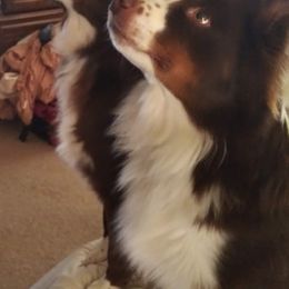 Australian Shepherds from BJ's Aussie