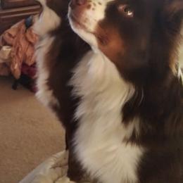 Australian Shepherds from BJ's Aussie