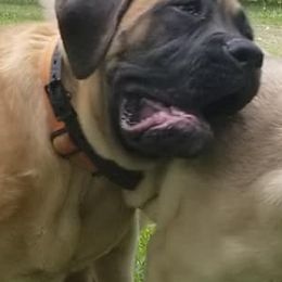 Mastiffs from Southern Star English Mastiffs