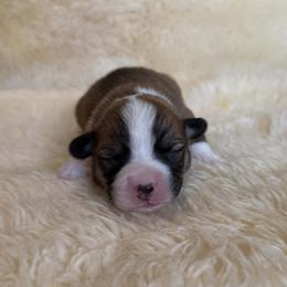 Boy 4 - male Pembroke Welsh Corgi puppy in Drain, Oregon from Sunnydale Corgis