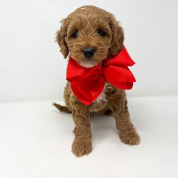 Goldendoodle Puppies from Curlydoodles