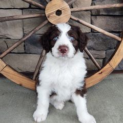 Bordoodle Puppies from Brisby Bordoodles