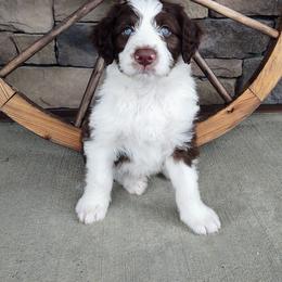 Bordoodle Puppies from Brisby Bordoodles