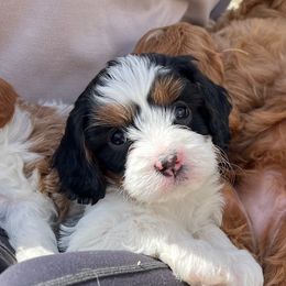 Dot - Tri-color Cavapoo puppy in Utah from Squaw Peak Puppies