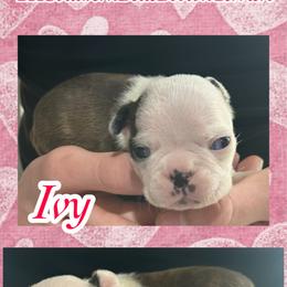 Ivy - Blue female Boston Terrier puppy in Brazos Point, Texas from TX Southern Belle Bostons