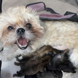 Shih Tzu Puppies from Sun Shih Tzu