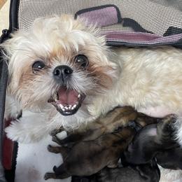 Shih Tzu Puppies from Sun Shih Tzu