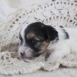 Marley - Parti male Yorkshire Terrier puppy in Eastland, Texas from Peach Yorkies