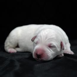 Black Collar Boy - White male Berger Blanc Suisse puppy in Aurora, Colorado from Moonlight Berger Blanc Suisses