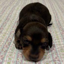Weasel - Wild boar male Dachshund puppy in Dobson, North Carolina from Oakleys Dachshund Haven
