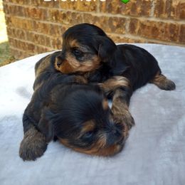 Yorkshire Terrier Puppies from The Yorkie Empire