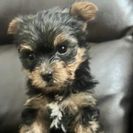 Yorkshire Terriers from Ricardo’s yorkies & bullies