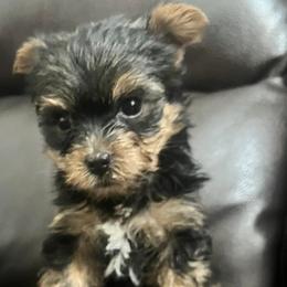 Yorkshire Terriers from Ricardo’s yorkies & bullies