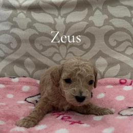 Boy 2- Zeus - Cream male Poodle puppy in St Augustine, Florida from St Augustine Poodles