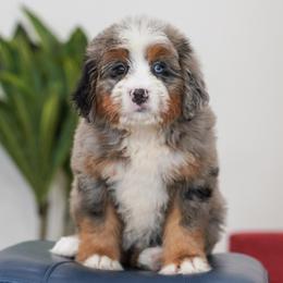 Skittles - Blue merle female Bernedoodle puppy in Dundee, Ohio from Down Home Doodle