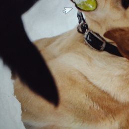 Zivia - Labrador Retriever
