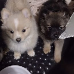 Pomeranian Puppies from Willy the Pomeranian Stud and Lilly's puppies