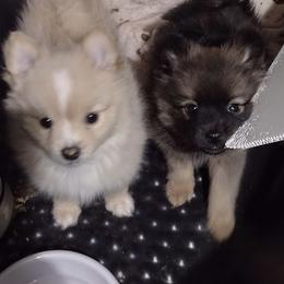 Pomeranian Puppies from Willy the Pomeranian Stud and Lilly's puppies