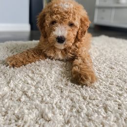 Goldendoodle Puppies from J&J Doodles
