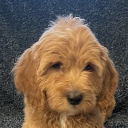 Goldendoodle and Poodle Puppies from Duffey’s IncrediDoodles