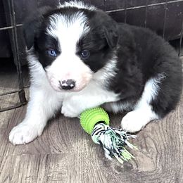 Patrick - Black and white Border Collie puppy in Guffey, Colorado from Sunset Ridge