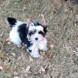 Biewer Terrier and Poodle Puppies from Dakota Ice Ice Baby Poodles