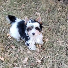 Biewer Terrier and Poodle Puppies from Dakota Ice Ice Baby Poodles