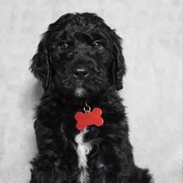 Cranberry - Black female Goldendoodle puppy in Howard City, Michigan from Doodles and Chaos