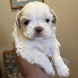 Chrissy - Cream and white female Shih Tzu puppy in Victorville, California from Precioustzus