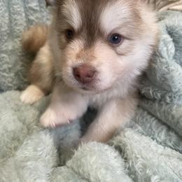 Pomsky Puppies from Blue Sky Pomsky