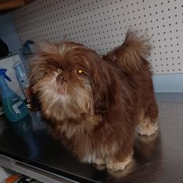 JASMINE - Shih Tzu